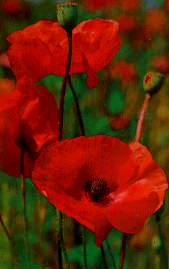 Papaver rhoeas.gif